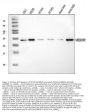 Anti-HIP2/LIG/UBE2K Antibody Picoband™