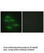 Anti-SERC3 SERINC3 Antibody