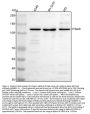Anti-Integrin alpha-9/ITGA9 Antibody Picoband™