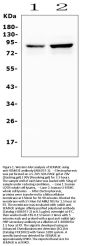 Anti-Semaphorin 3E/SEMA3E Antibody Picoband™