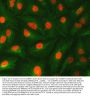 Anti-U1-C/SNRPC Antibody Picoband™