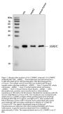 Anti-U1-C/SNRPC Antibody Picoband™