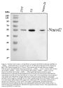 Anti-NEUROD2 Antibody Picoband™