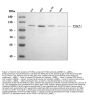 Anti-TSHZ1 Antibody Picoband™