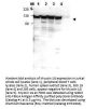 Anti-Myosin 1G MYO1G Antibody