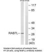 Anti-RAB7L1 RAB29 Antibody