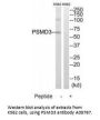 Anti-PSMD3 Antibody