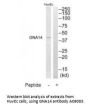 Anti-GNA14 Antibody