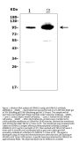 Anti-Band 4.1-like protein 5 EPB41L5 Antibody