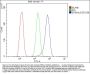 Anti-Band 4.1-like protein 5 EPB41L5 Antibody