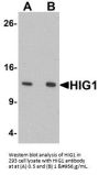 Anti-HIG1 HIGD1A Antibody