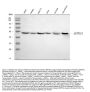 Anti-Selenophosphate synthetase 1/SEPHS1 Antibody Picoband™