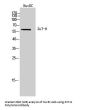 Anti-ZnT-9 SLC30A9 Antibody