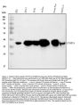 Anti-PCTP-L/STARD10 Antibody Picoband™