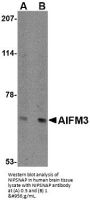 Anti-Apoptosis-inducing factor 3 AIFM3 Antibody