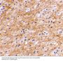 Anti-Apoptosis-inducing factor 3 AIFM3 Antibody