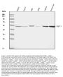 Anti-AQP11 Antibody Picoband™