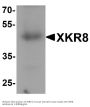 Anti-XK-related protein 8 XKR8 Antibody