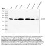 Anti-OC90 Antibody Picoband™