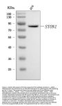 Anti-STON1 Antibody Picoband™