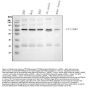 Anti-TTC39B Antibody Picoband™