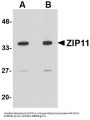 Anti-ZIP11 SLC39A11 Antibody