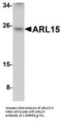 Anti-ARL15 Antibody