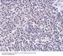 Anti-ARL15 Antibody