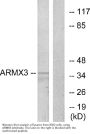 Anti-ARMX3 ARMCX3 Antibody