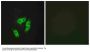 Anti-ARMX3 ARMCX3 Antibody