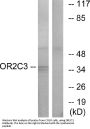 Anti-Olfactory receptor 2C3 OR2C3 Antibody