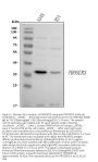 Anti-PROSER3 Antibody Picoband™