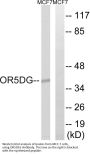 Anti-Olfactory receptor 5D16 OR5D16 Antibody