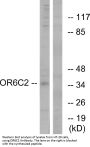 Anti-Olfactory receptor 6C2 OR6C2 Antibody