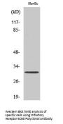 Anti-Olfactory receptor 6C68 Antibody