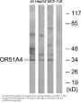 Anti-Olfactory receptor 51A4 OR51A4 Antibody