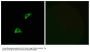 Anti-Olfactory receptor 51A4 OR51A4 Antibody