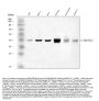 Anti-LARP/SEPTIN1 Antibody Picoband™