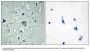 Anti-BAI2 ADGRB2 Antibody