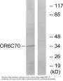 Anti-Olfactory receptor 6C70 OR6C70 Antibody