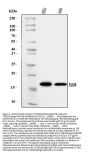 Anti-TCEB2/Elongin-B/ELOB Antibody Picoband™