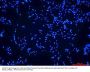 DAPI (4',6-Diamidino-2-Phenylindole, Dihydrochloride) for nucleic acid staining