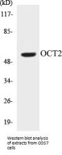 OCT2 Colorimetric Cell-Based ELISA Kit