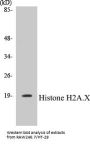 Histone H2A.X Colorimetric Cell-Based ELISA Kit