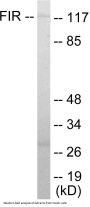 FIR Colorimetric Cell-Based ELISA