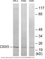 CBX5 Colorimetric Cell-Based ELISA