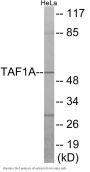 TAF1A Colorimetric Cell-Based ELISA