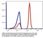 Anti-Human CD3 Monoclonal Antibody PE Conjugated, Flow Validated