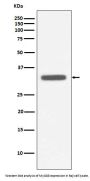 Anti-MyD88 Monoclonal Antibody