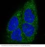 Anti-MyD88 Monoclonal Antibody